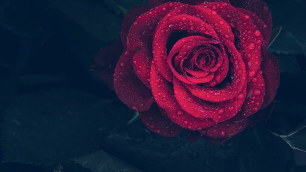 A Rose is a rose is a rose is a rose…